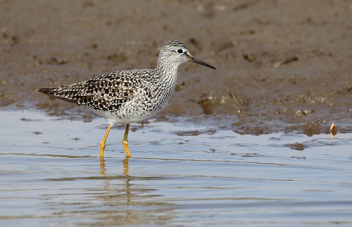 Lesser Yellowlegs