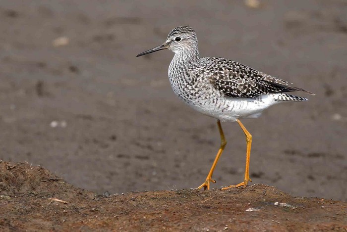 Lesser Yellowlegs