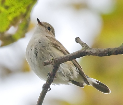 Red-breasted Flycatcher