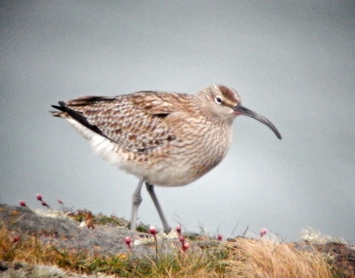 Whimbrel