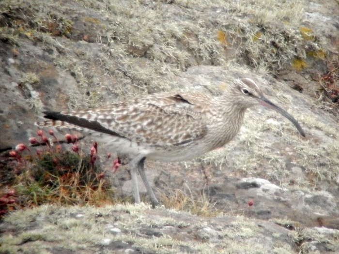 Whimbrel