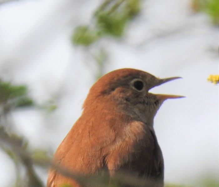 Nightingale