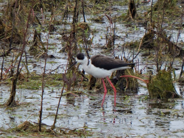 Black-winged Stilt