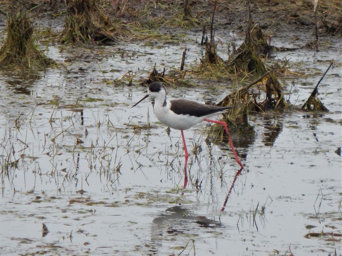Black-winged Stilt