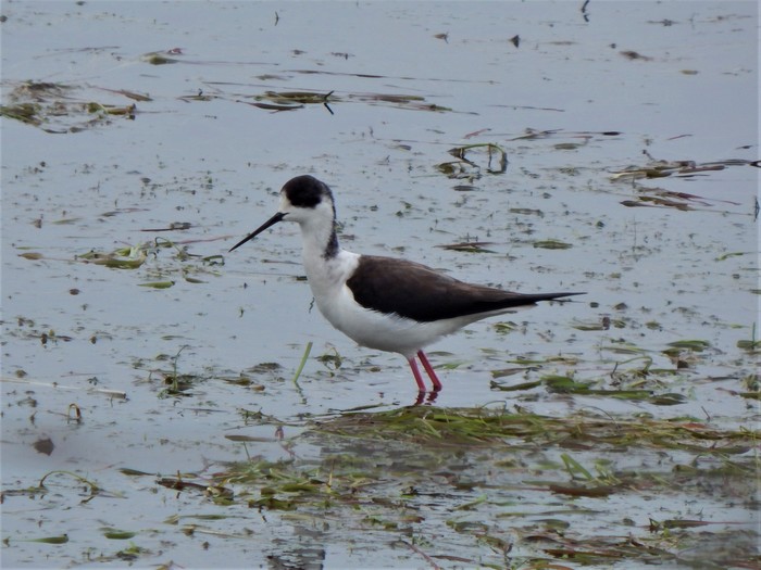 Black-winged Stilt