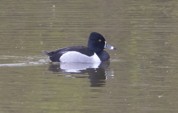 Ring-necked Duck