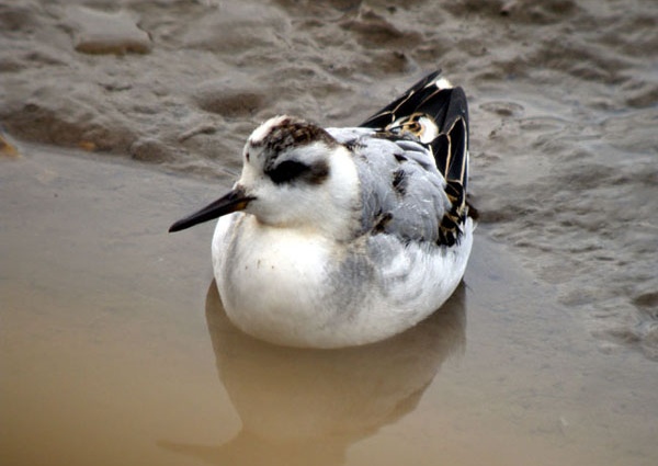 Grey Phalarope