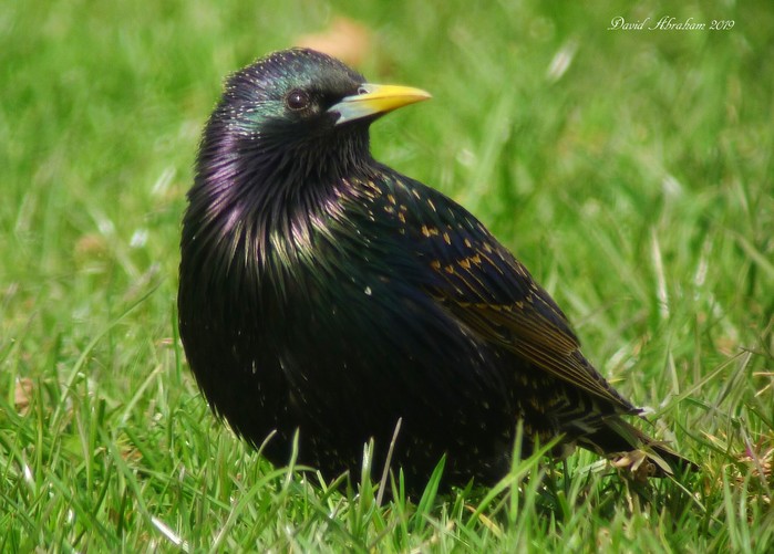 Starling