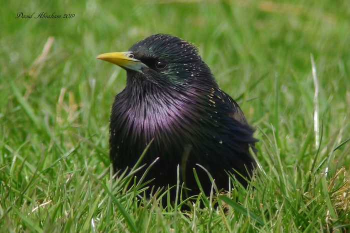 Starling