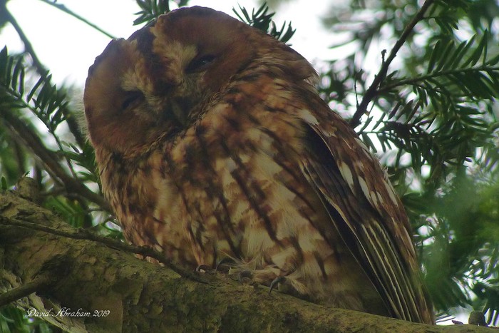Tawny Owl