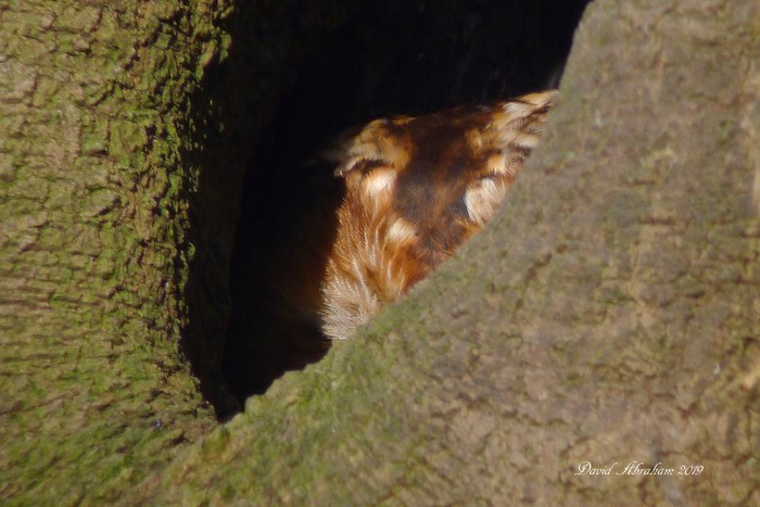 Tawny Owl