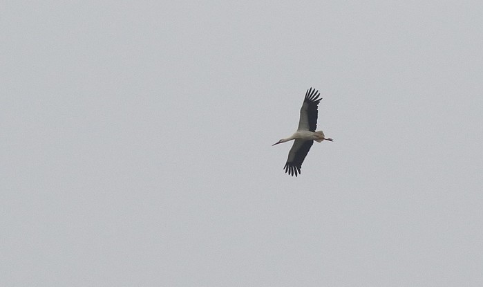 White Stork