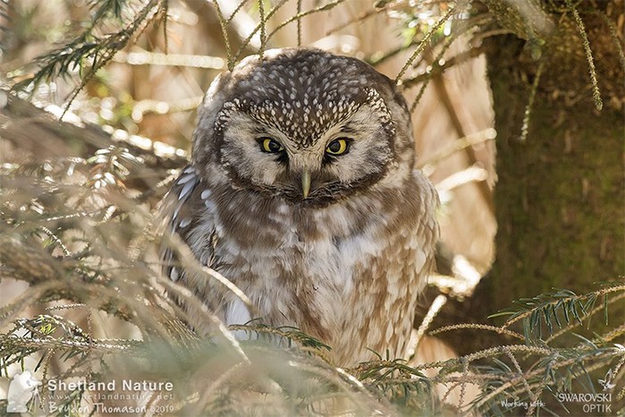 Tengmalm's Owl