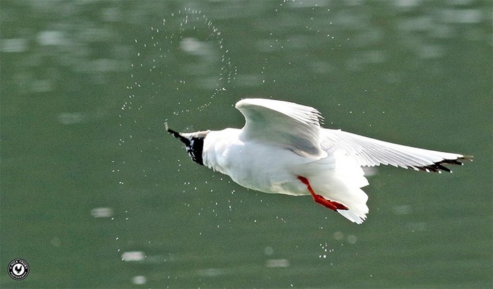 Bonaparte's Gull