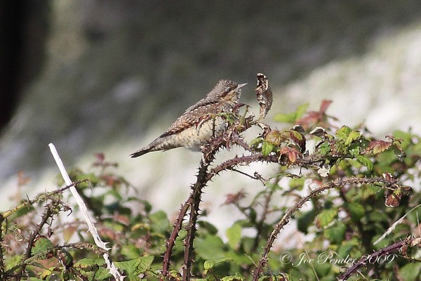 Wryneck