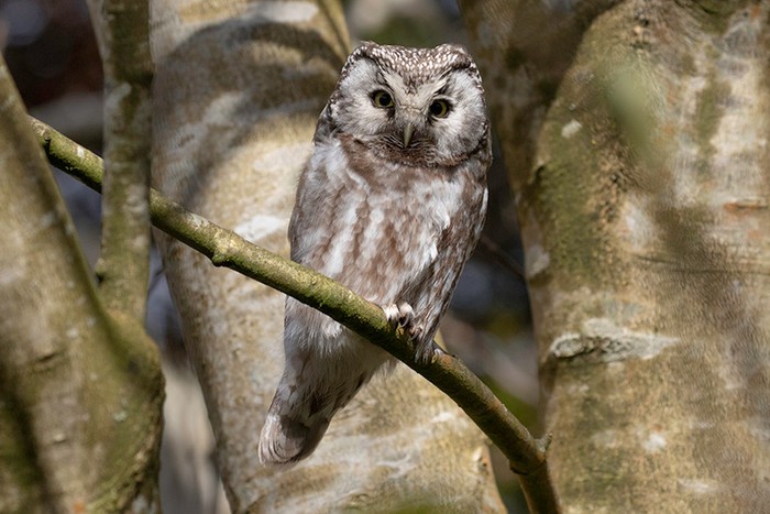Tengmalm's Owl