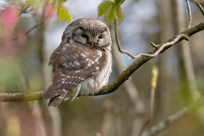 Tengmalm's Owl
