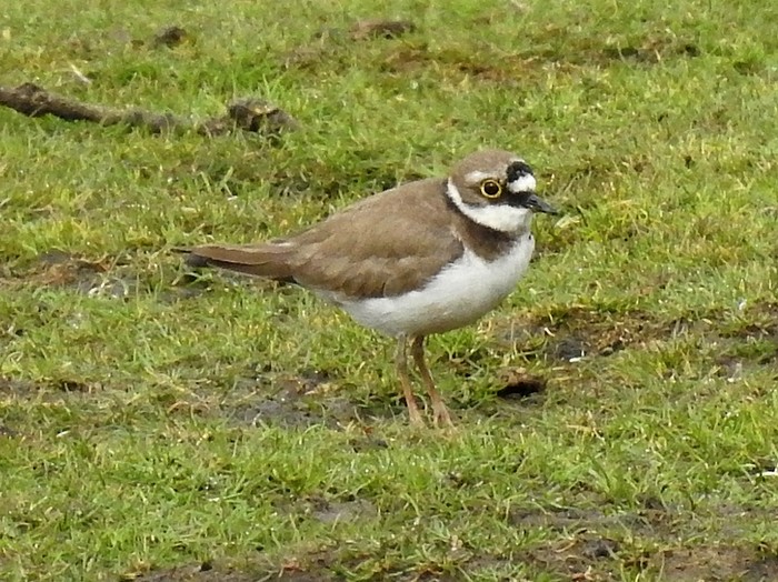 Little Ringed Plover