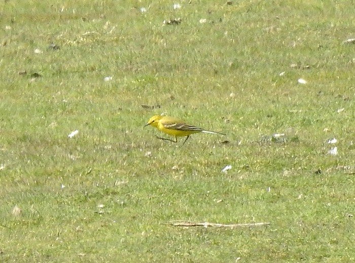 Yellow Wagtail