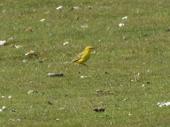 Yellow Wagtail