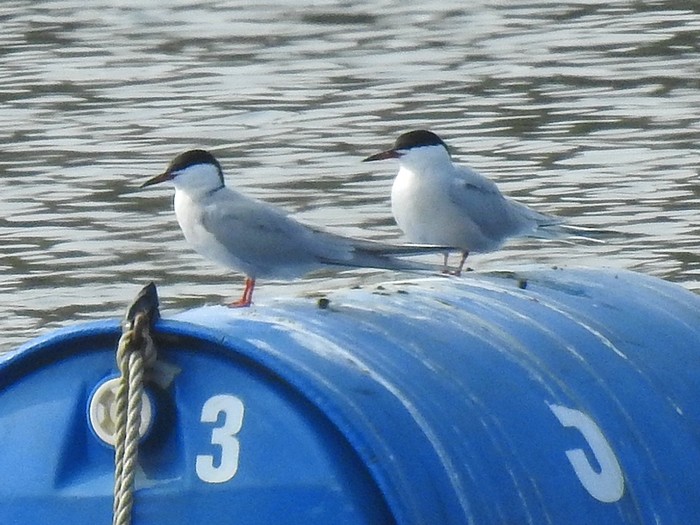 Common Tern
