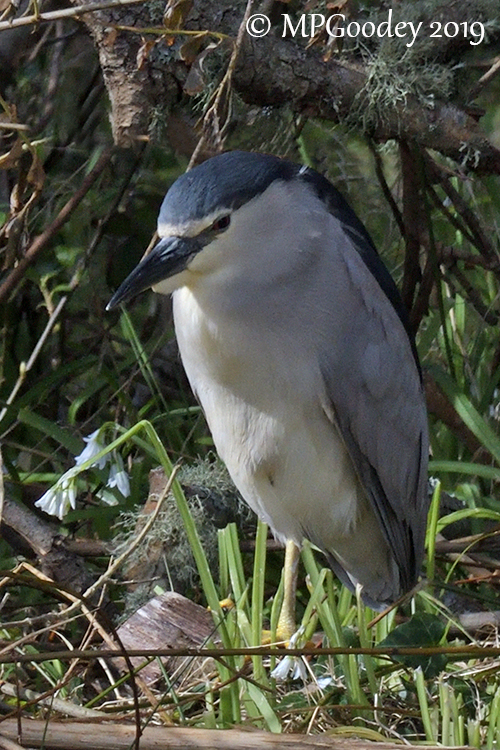 Night Heron