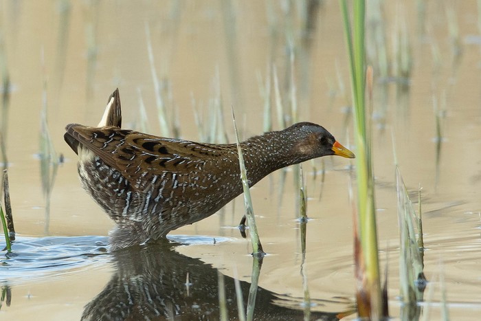 Spotted Crake