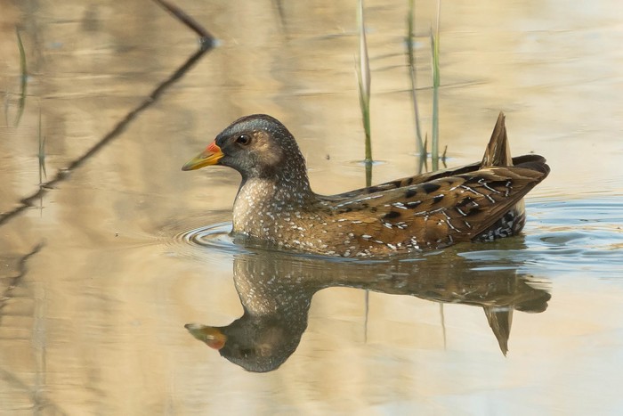 Spotted Crake