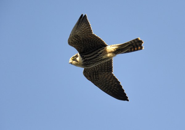 Hobby
