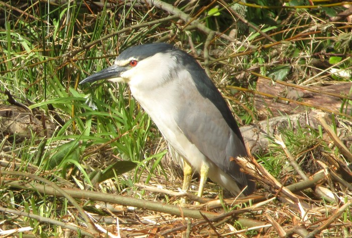 Night Heron