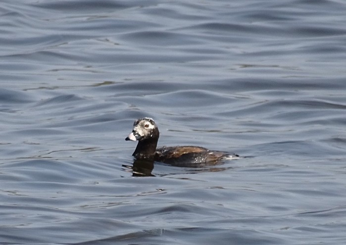 Long-tailed Duck