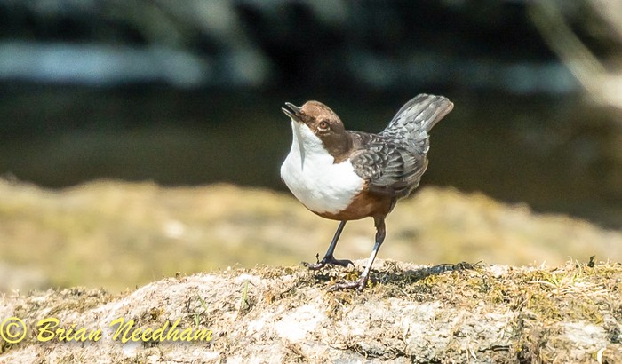 Dipper