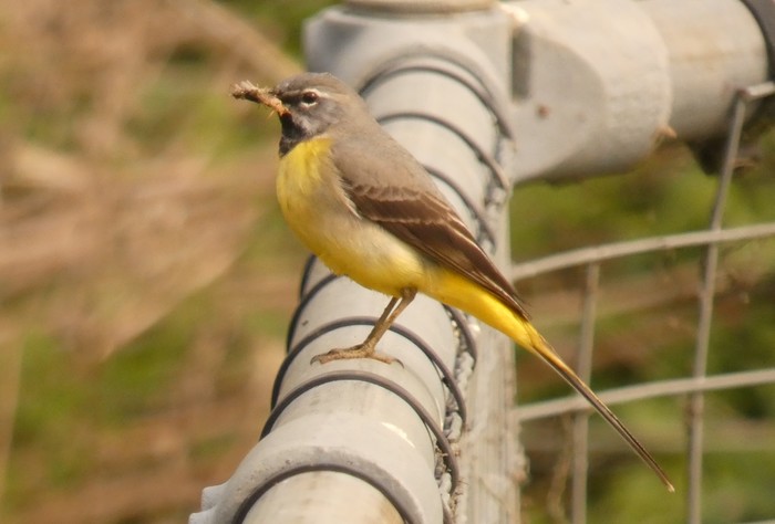 Grey Wagtail