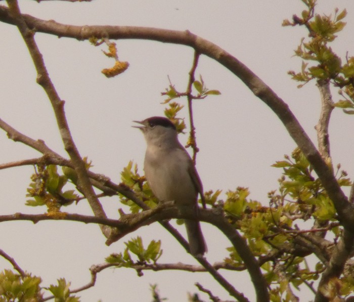 blackcap