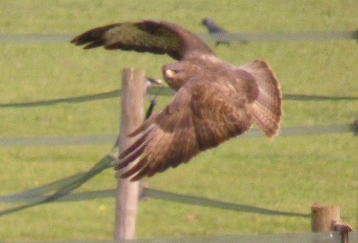 Buzzard