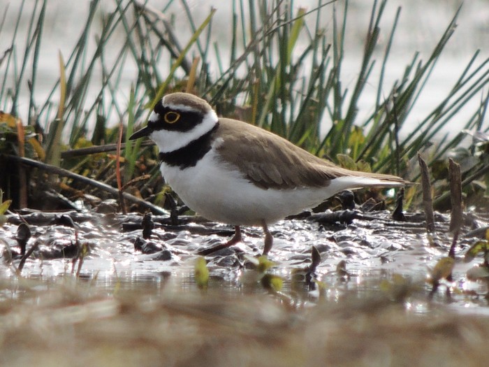 Little Ringed Plover