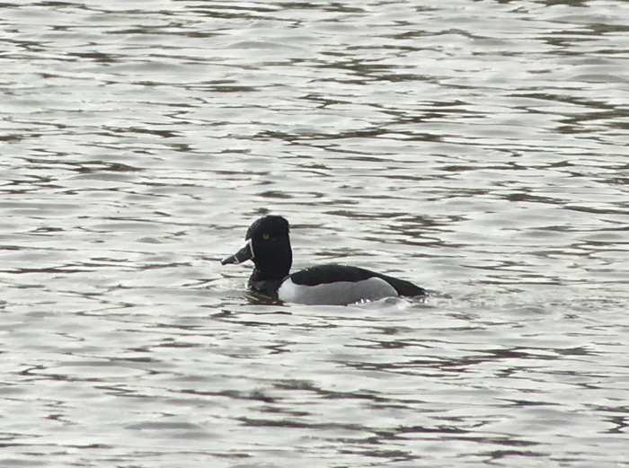Ring-necked Duck