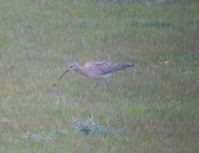 Whimbrel