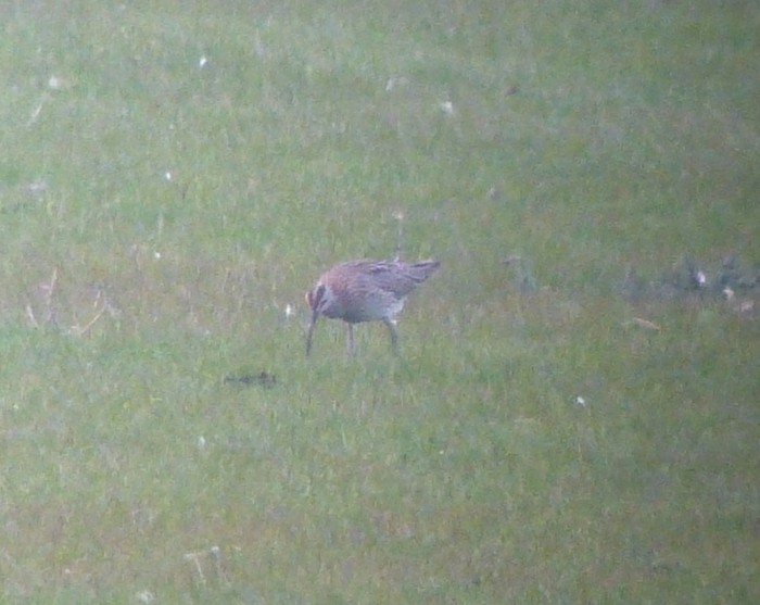 Whimbrel