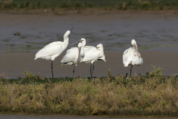 Spoonbill