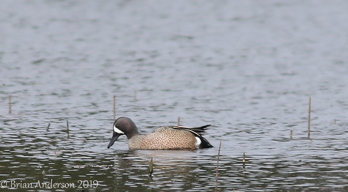 Blue-winged Teal