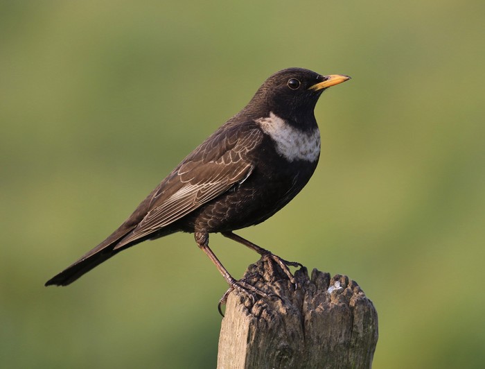 Ring Ouzel