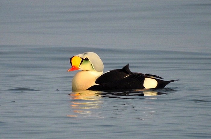 King Eider