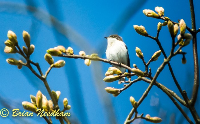 Pied Flycatcher