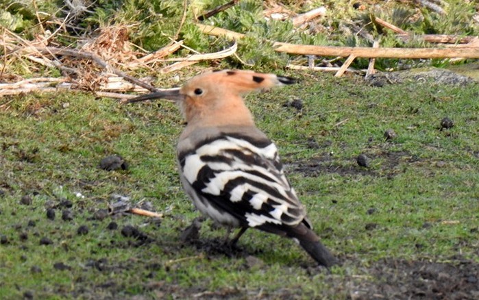 Hoopoe