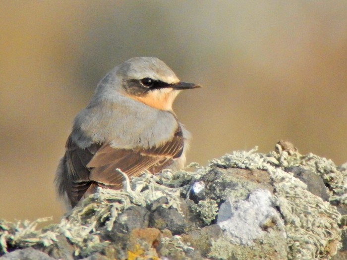Wheatear
