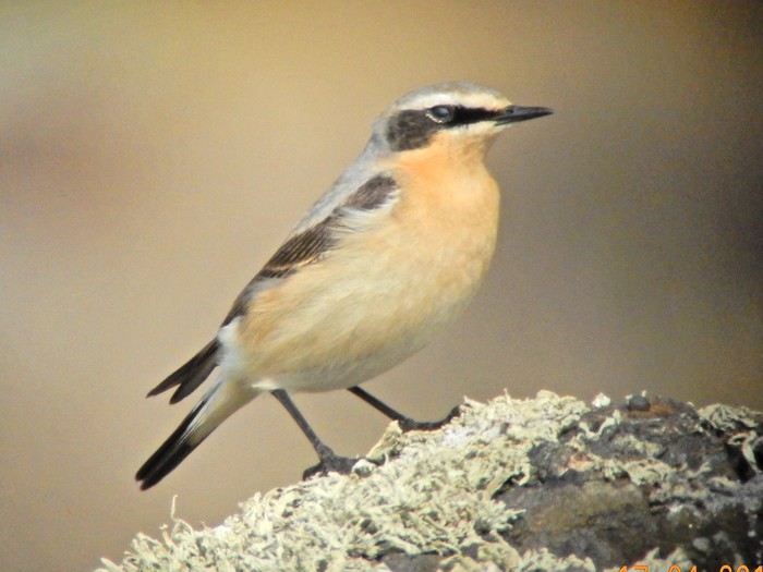 Wheatear
