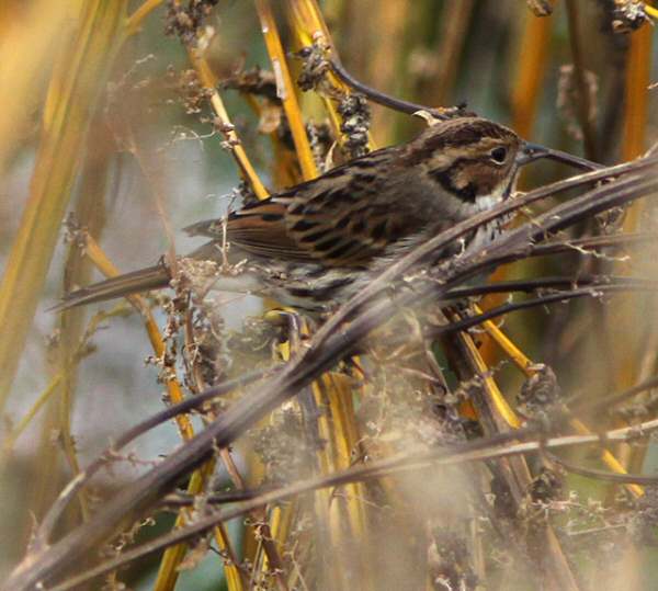 Little Bunting