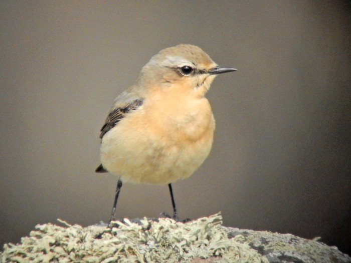 Wheatear