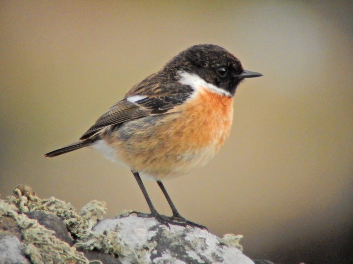 Stonechat